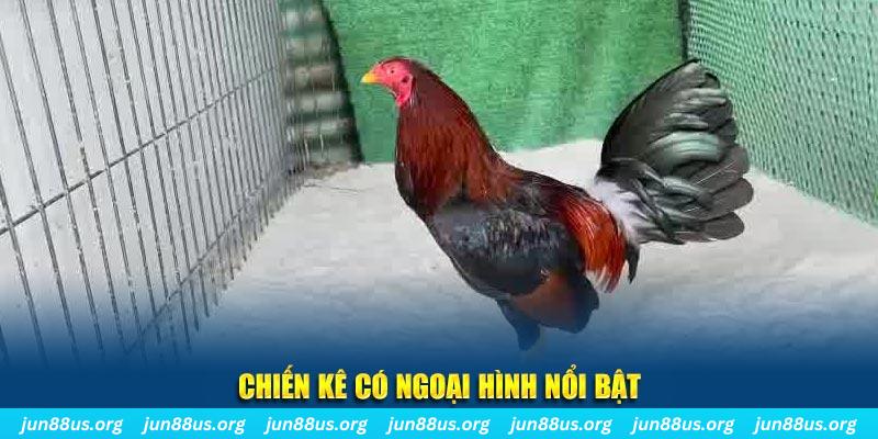 Chiến kê có ngoại hình nổi bật