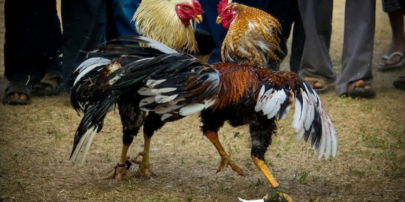Cách Làm Cho Gà Lì Đòn Tăng Sức Bền Nhanh Chóng Tại Jun88
