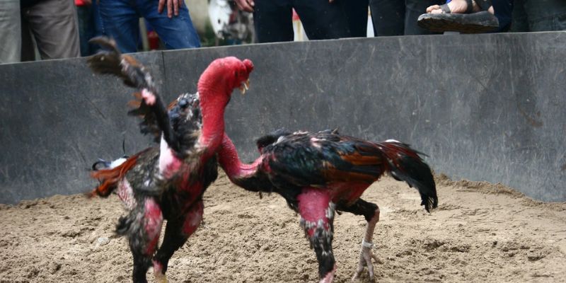 Gà Peru đỏ chuẩn bị thi đấu