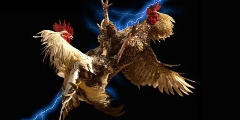 Hôm Nay Đá Gà Gì Tốt Nhất – Chọn Chiến Kê Chuẩn Jun88 Ngay 6 Chiến thuật so sánh chiến kê theo sức mạnh và kinh nghiệm