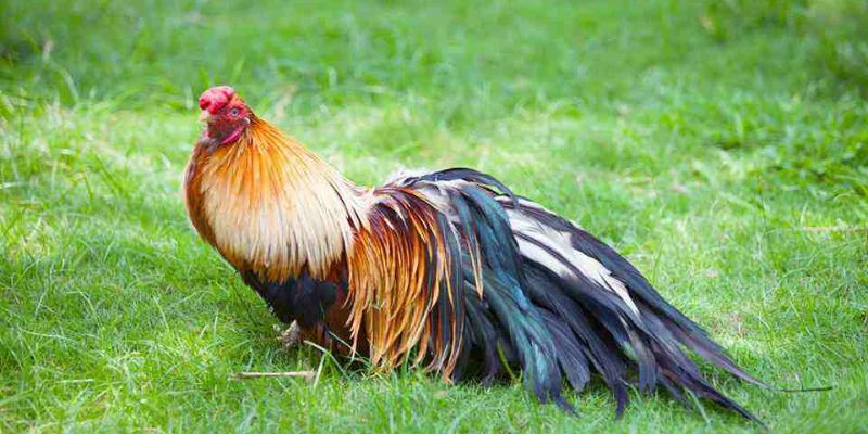 Tìm hiểu ngoại hình và tố chất chiến kê của gà tre Tân Châu