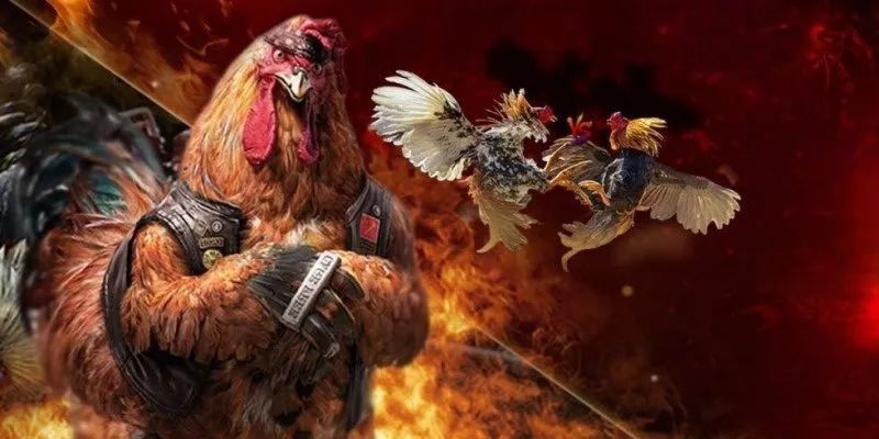 Trận chung kết đá gà C3 tối nay thu hút hàng nghìn khán giả